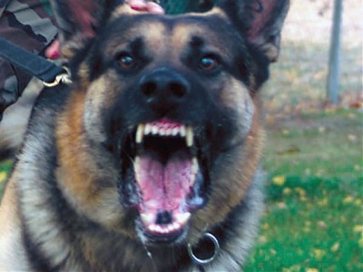 Asesoría Gratuita con los Mejores Abogados Cercas de Mí de Lesiones por Mordidas de Perro o Mascotas en Commerce California