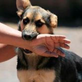 El Mejor Bufete Jurídico de Abogados en Español Especializados en Lesiones por Mordidas de Perro o Mascotas en Commerce California