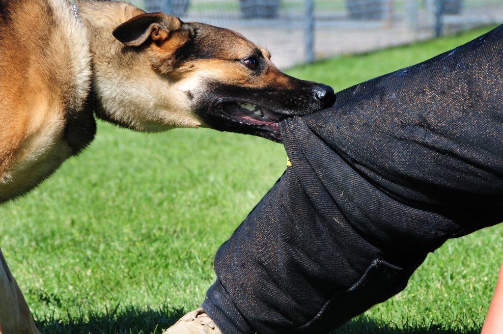 Los Mejores Abogados en Español Cerca de Mí Expertos en Mordeduras, Agravios y Ataques de Perros y Animales en Commerce California